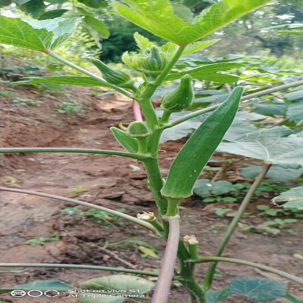 Fresh Green Vegetable Okra