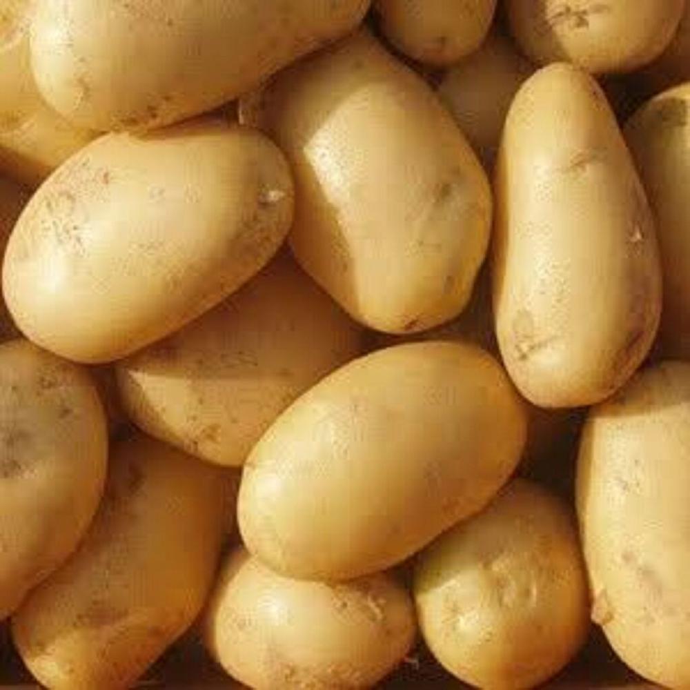 Low-cost Fresh Potatoes for trade