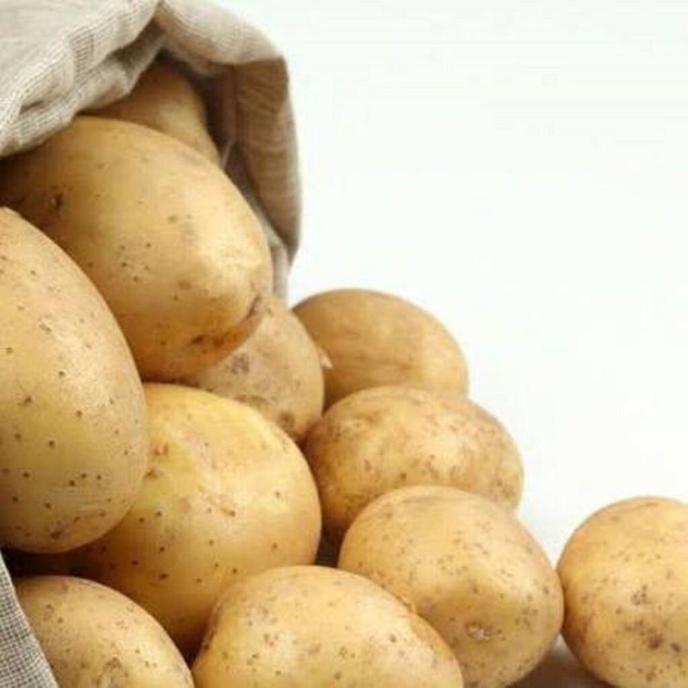 Low-cost Fresh Potatoes for trade