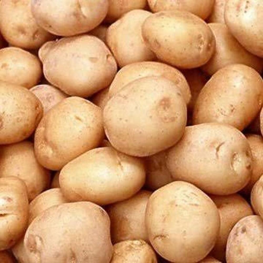 Low-cost Fresh Potatoes for trade
