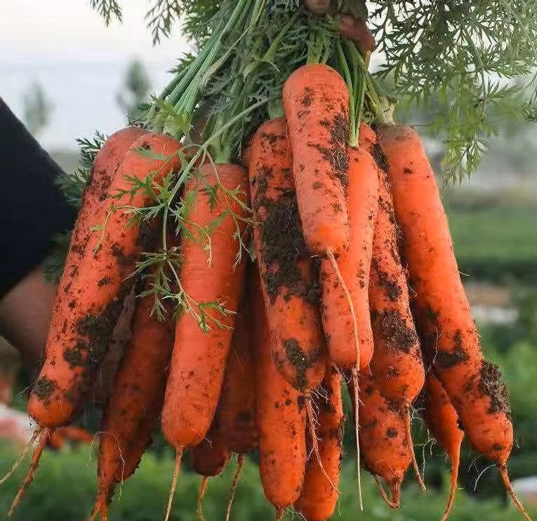 Fresh Carrots New Harvest Grade A