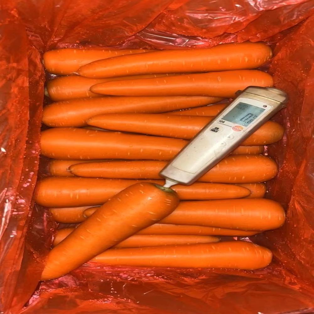 Fresh Carrots New Harvest Grade A