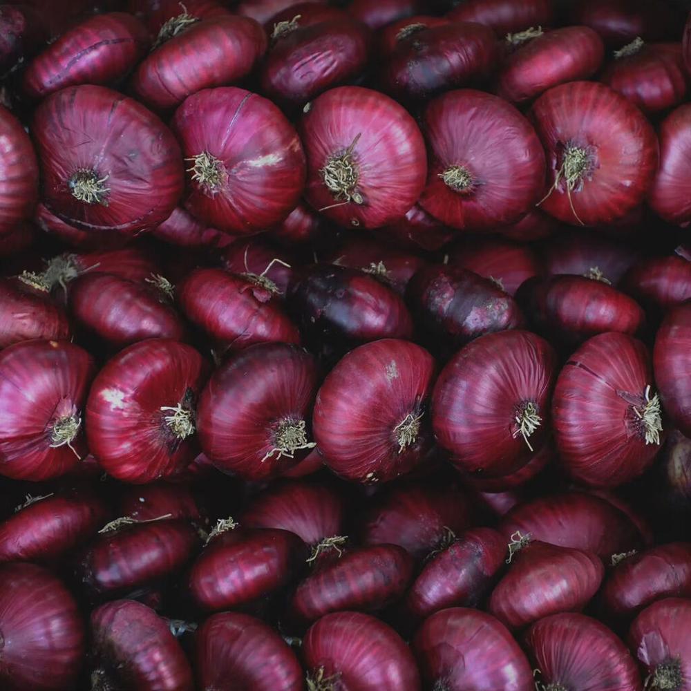 Fresh New Shallot Red Onion Fresh