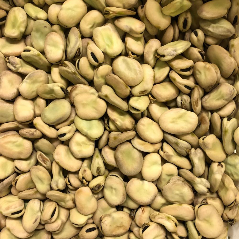 New Crop Brown and Green Broad Beans