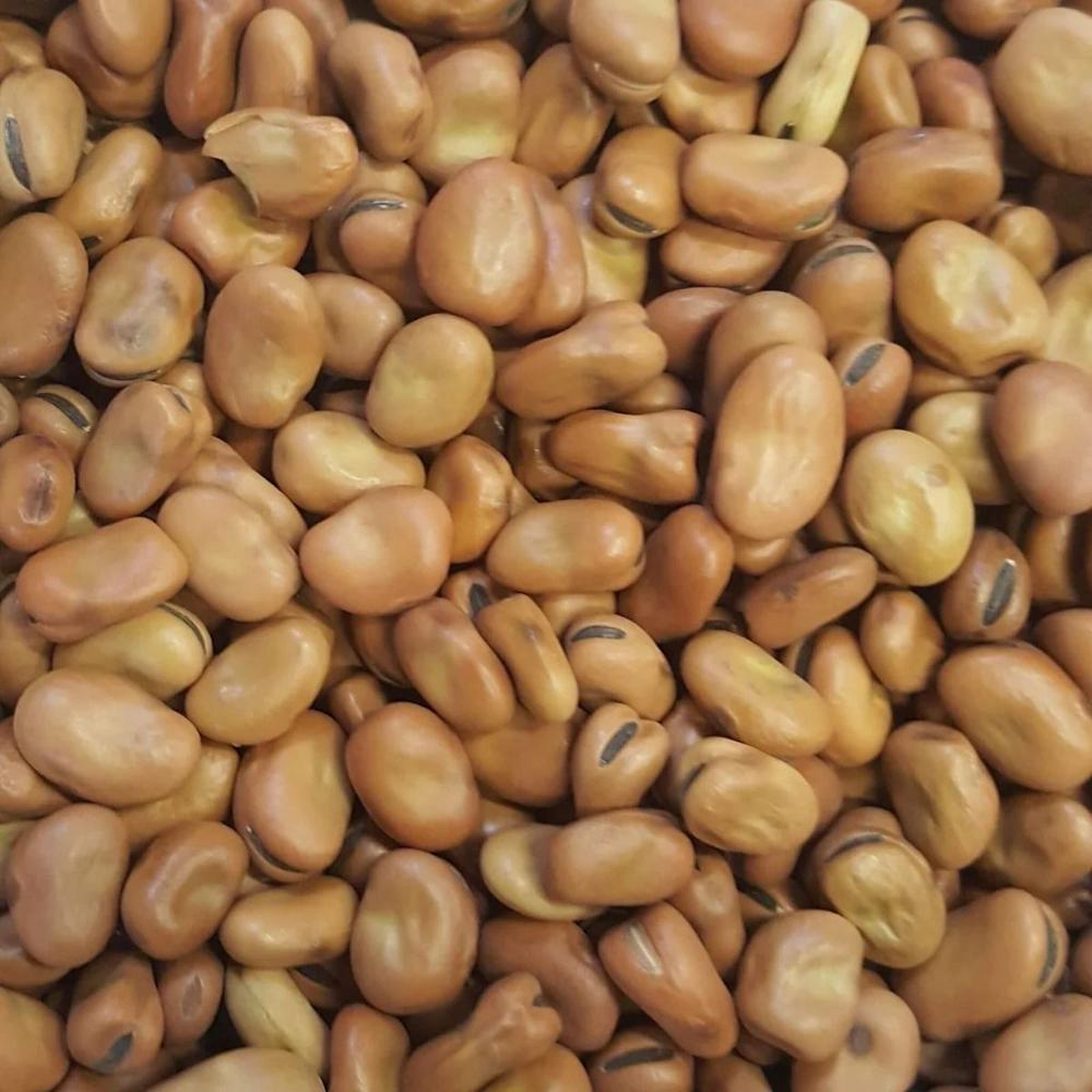 New Crop Brown and Green Broad Beans
