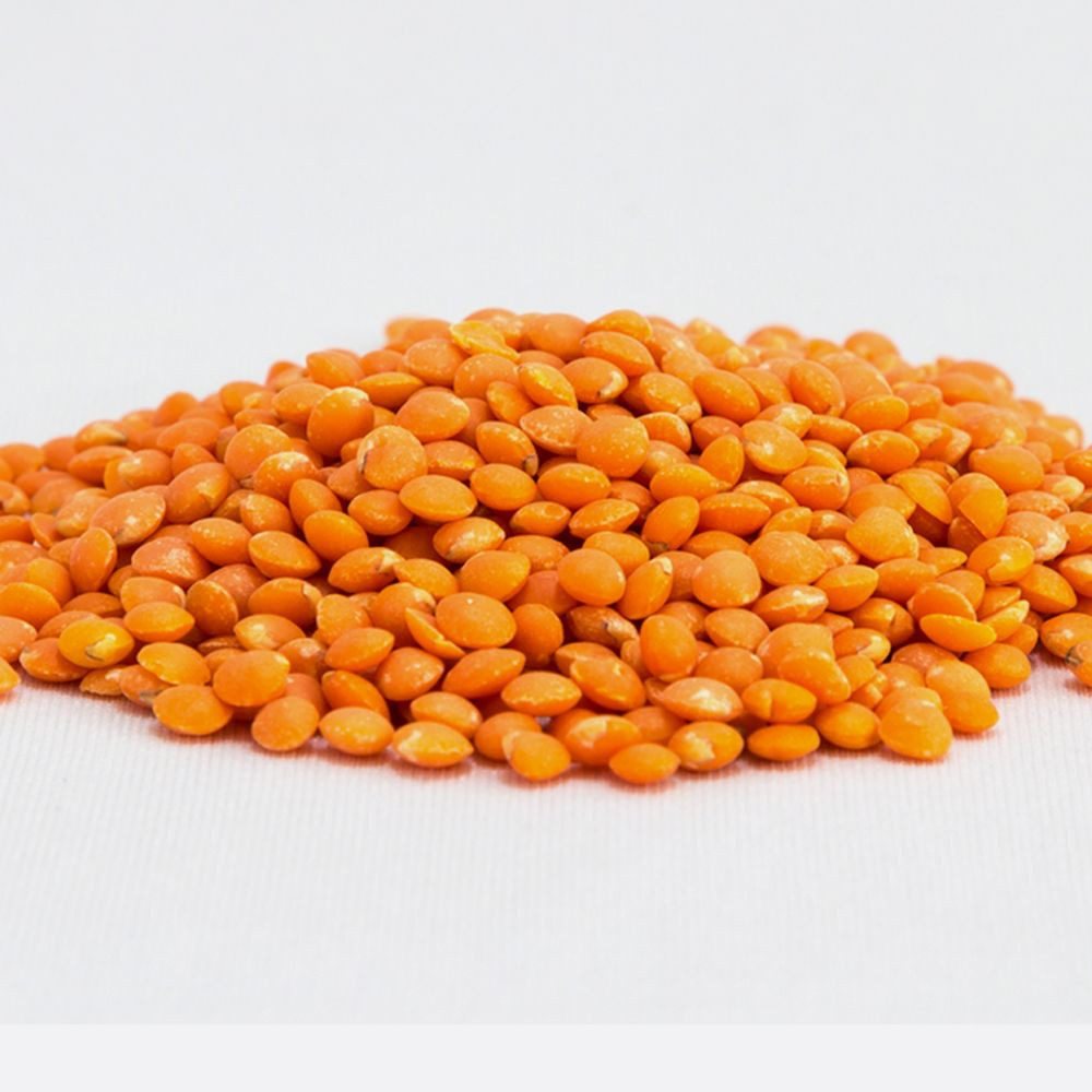 Premium Red Lentil High-Quality Rich In Protein