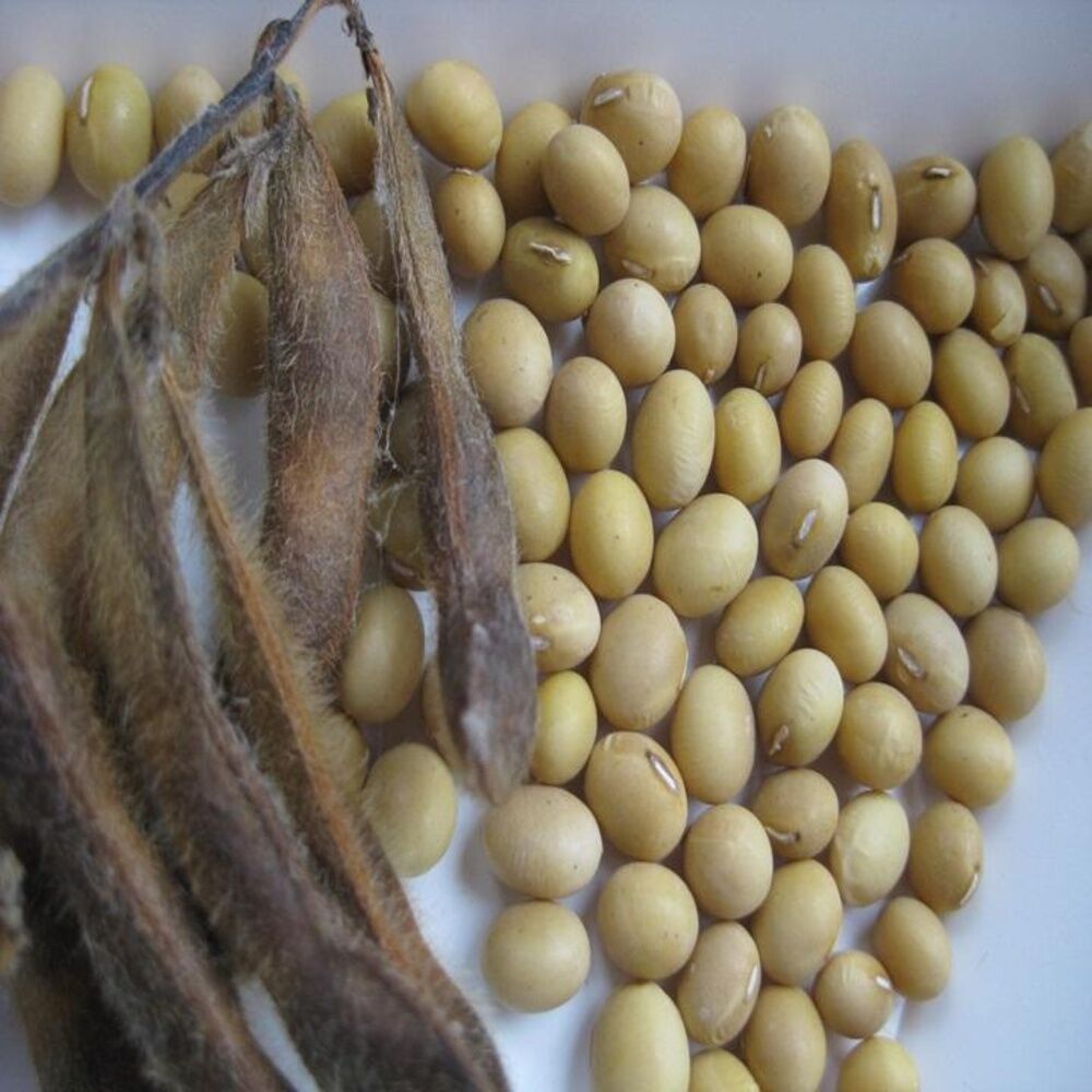 100% Organic Dried Natural Non-Gmo Grade 1 Yellow Soybean Seeds - Admixture (%): 12% Max