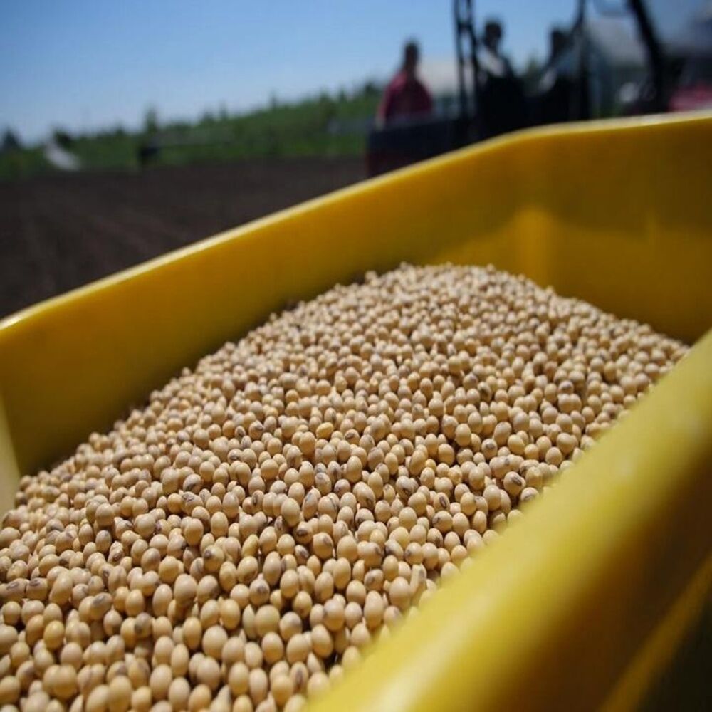 100% Organic Dried Natural Non-GMO Grade 1 Yellow Soybean Seeds 