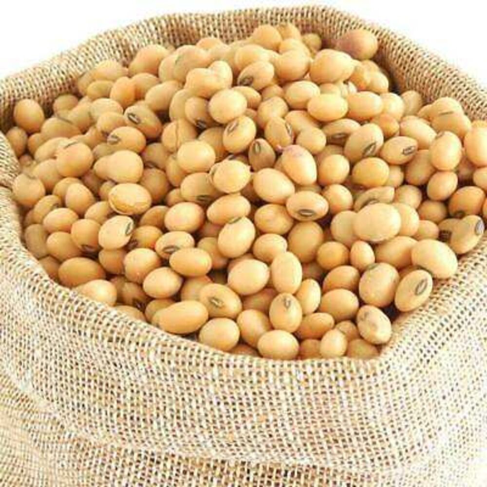 100% Organic Dried Natural Non-GMO Grade 1 Yellow Soybean Seeds 