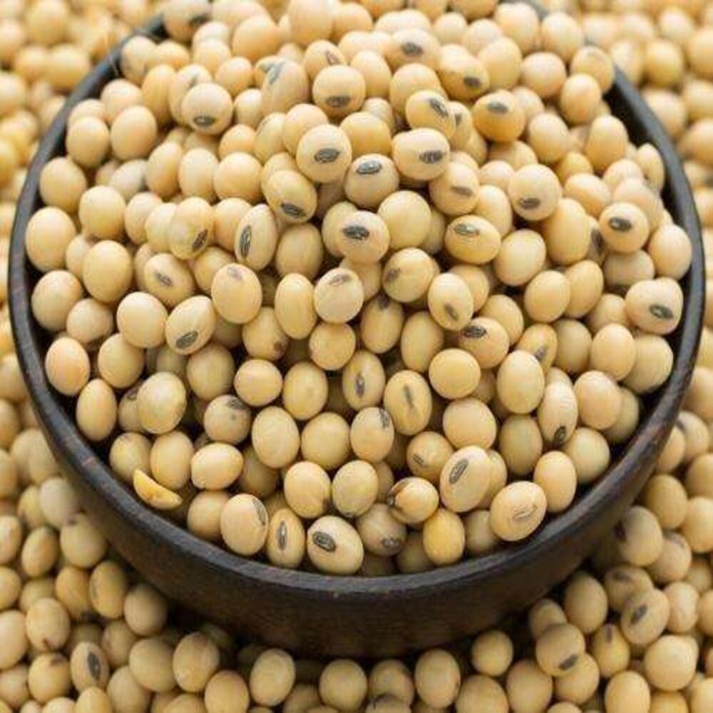 100% Organic Dried Natural Non-GMO Grade 1 Yellow Soybean Seeds 