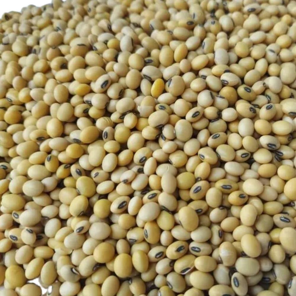 100% Organic Dried Natural Non-GMO Grade 1 Yellow Soybean Seeds 
