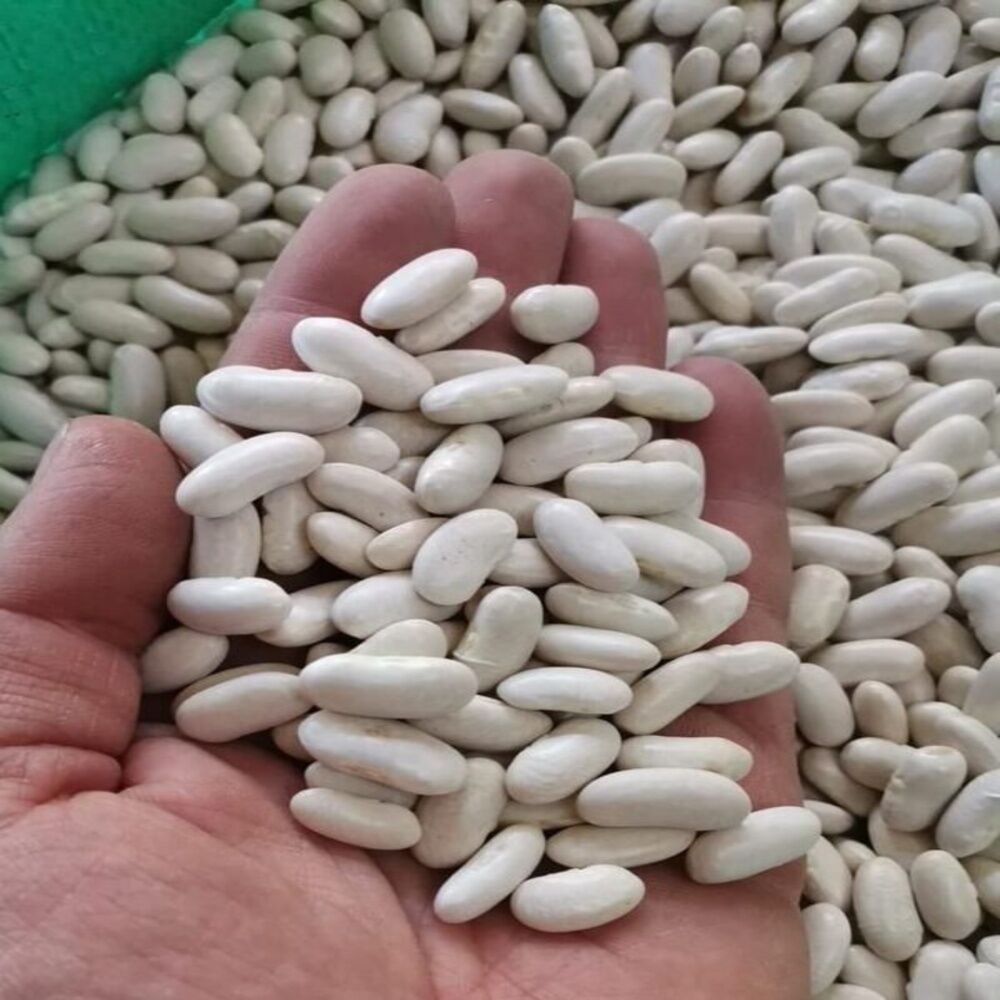 White Kidney Beans