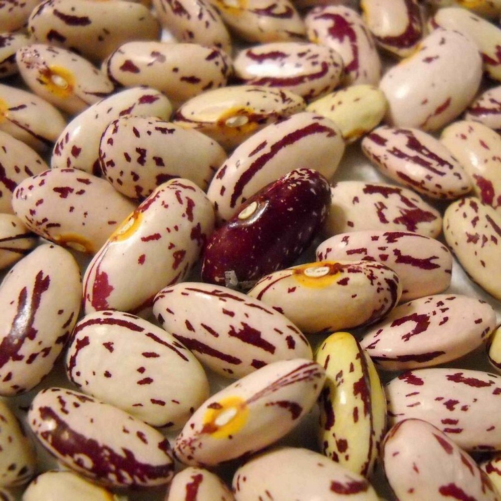Premium Quality Speckled Beans - Fat Content (%): 1 2% Percentage ( % )