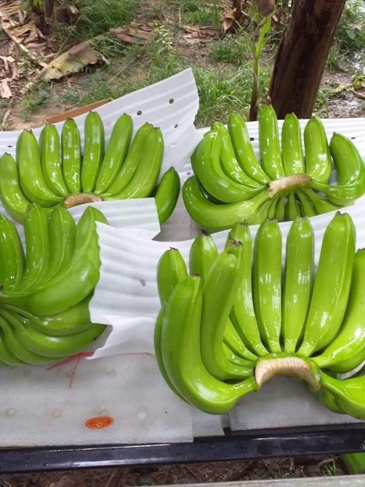 Fresh Green Cavendish banana