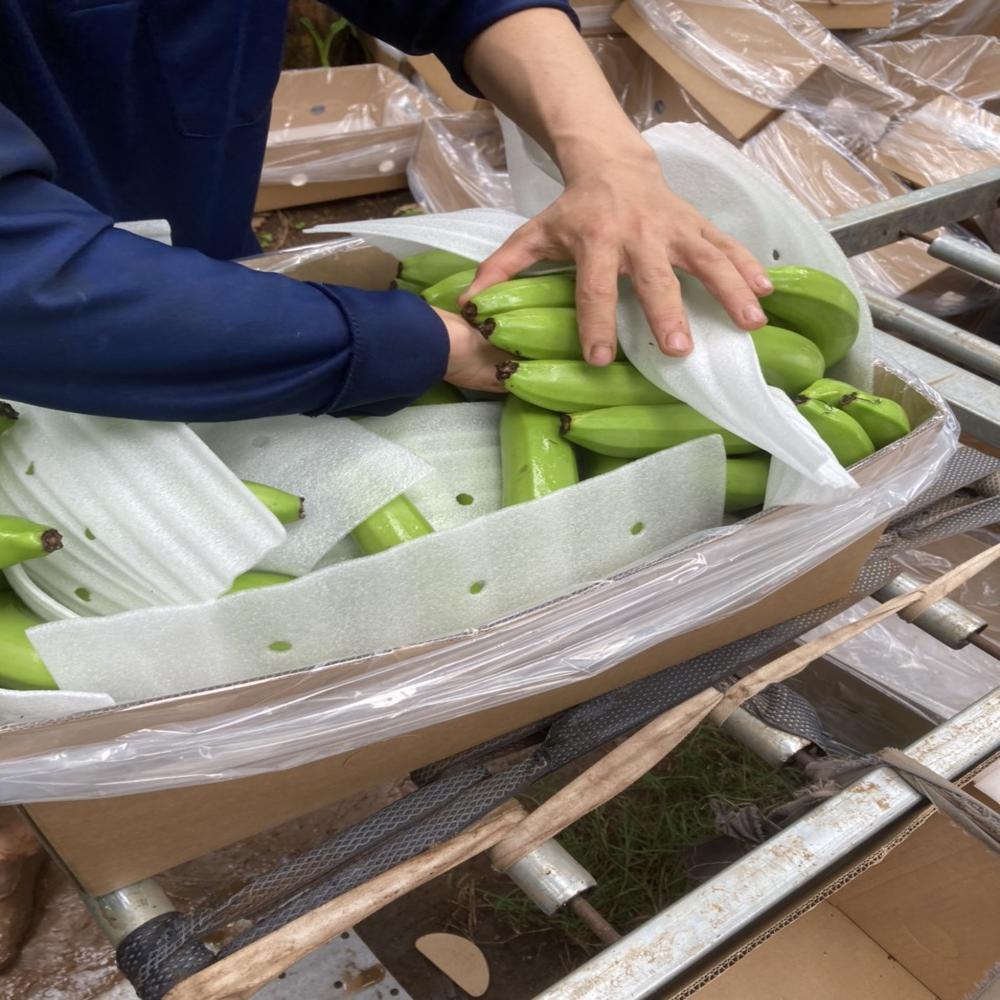 Fresh Green Cavendish banana