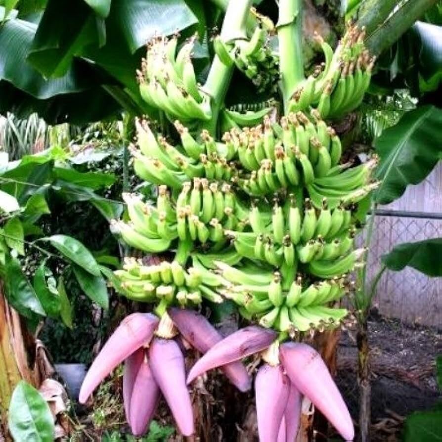 Fresh Green Cavendish banana