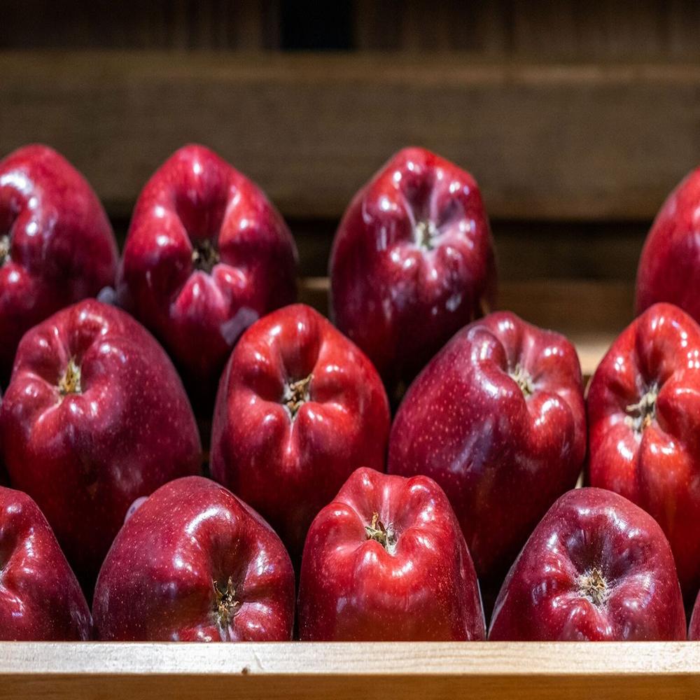 Fresh Apples