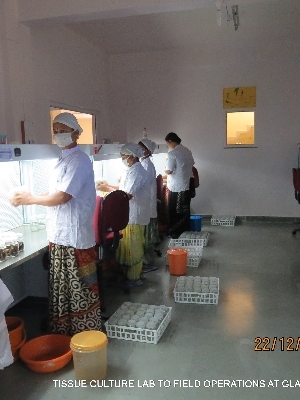 Basics of plant tissue culture