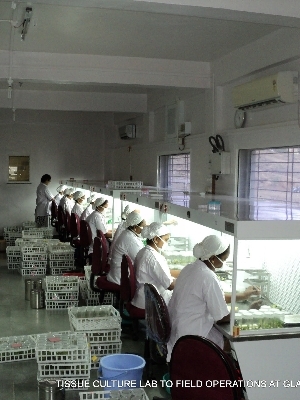 Internship in plant tissue culture