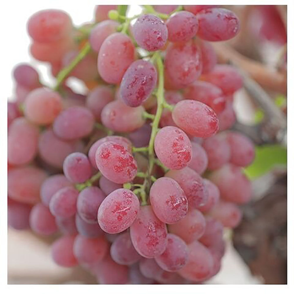 Organic Fresh Seedless Grape