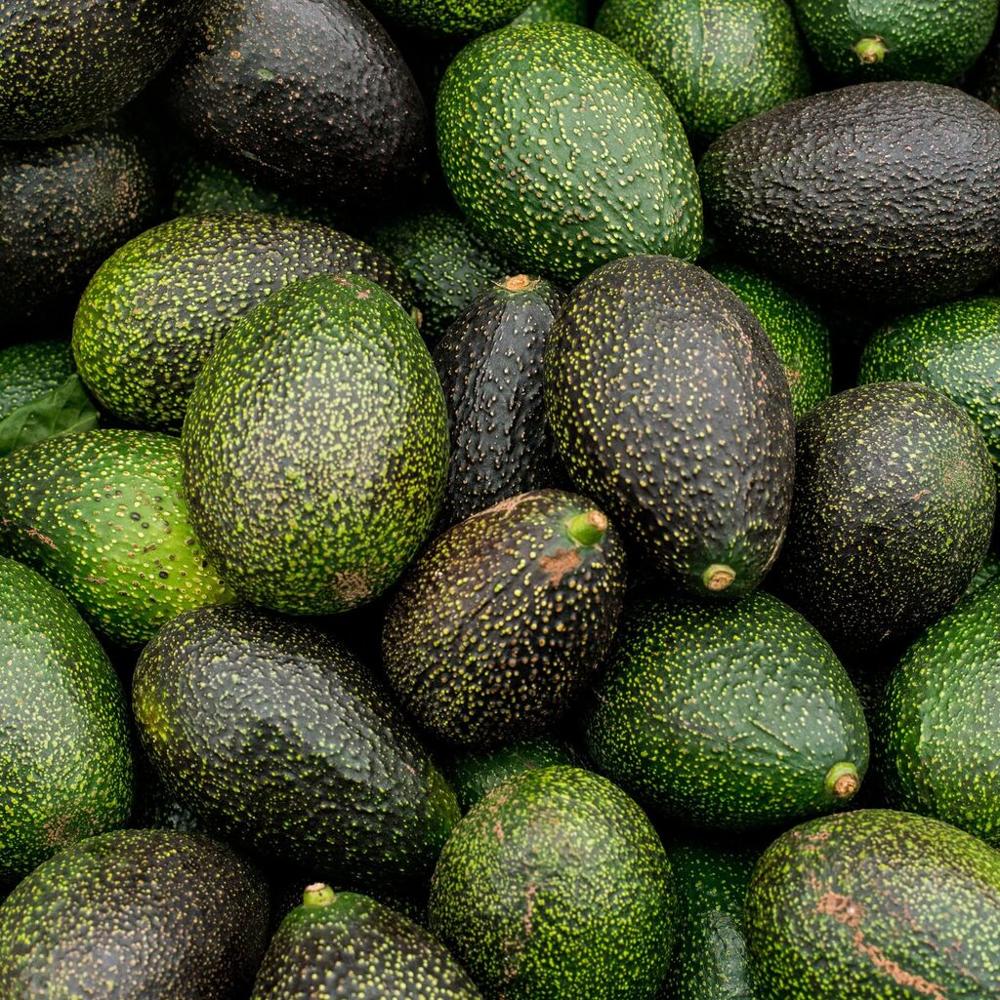 Fresh Avocado
