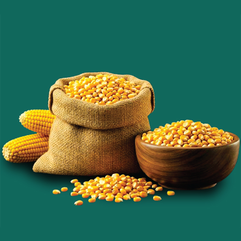 Yellow Maize