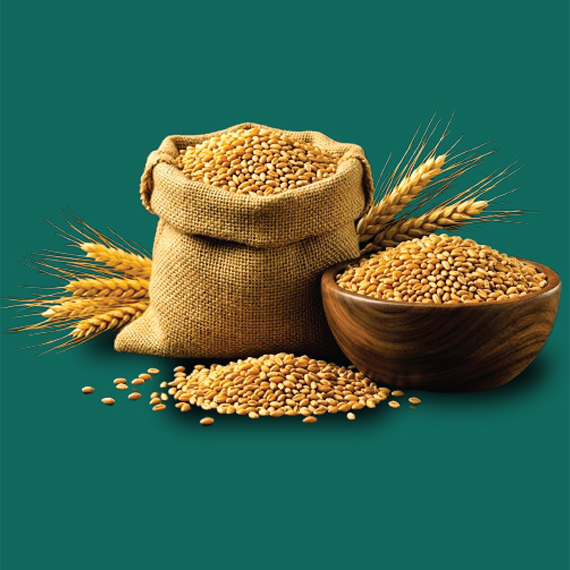 High Protein Wheat