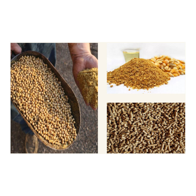 Cattle Feed