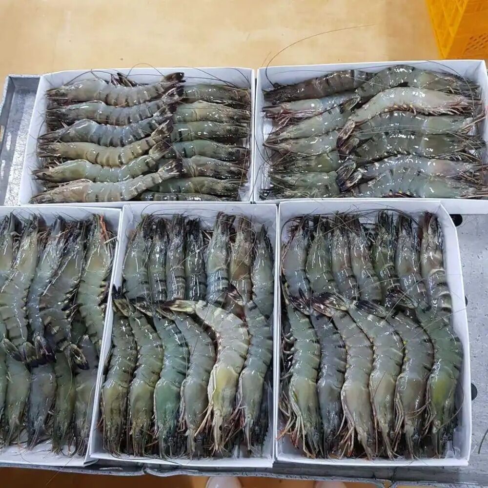 Frozen Fresh Shrimp Seafood Black Tiger Prawn Oem Box Style Packing For Healthy Diets