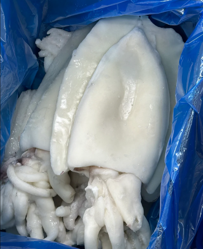 Premium Fresh and Frozen Cuttlefish baby cuttlefish whole clean Fresh Dried Cuttlefish in Bulk