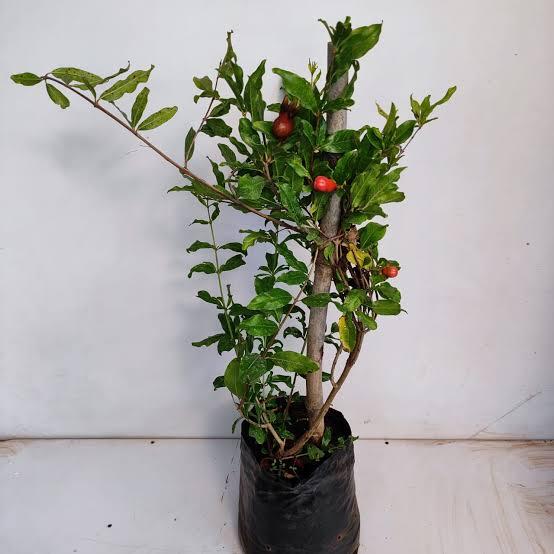 Anar Plant