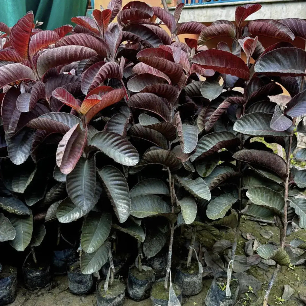 Black Diamond Guava Plant