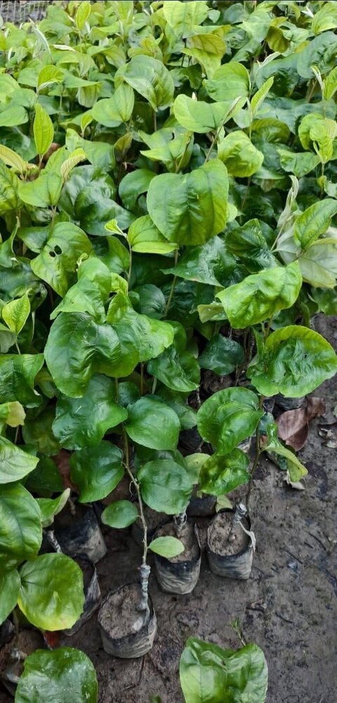 Eliyen 16 Apple Ber Plant
