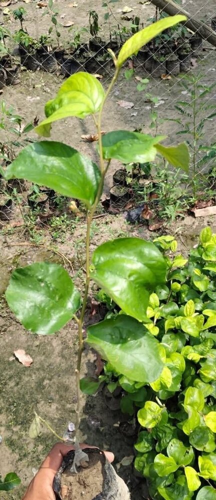 Eliyen 16 Apple Ber Plants