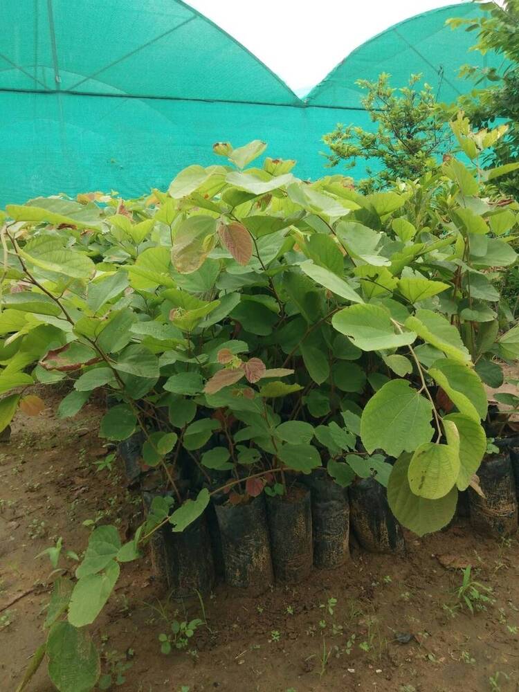 Falsa Fruit Plants