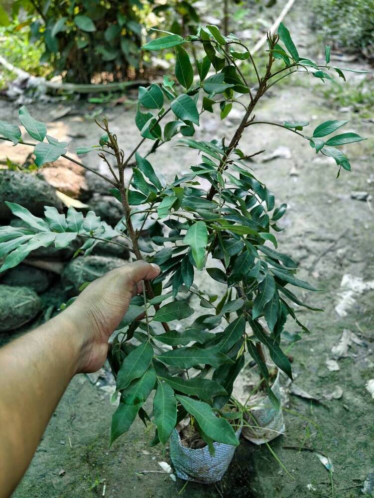 Four Season Longan Plant