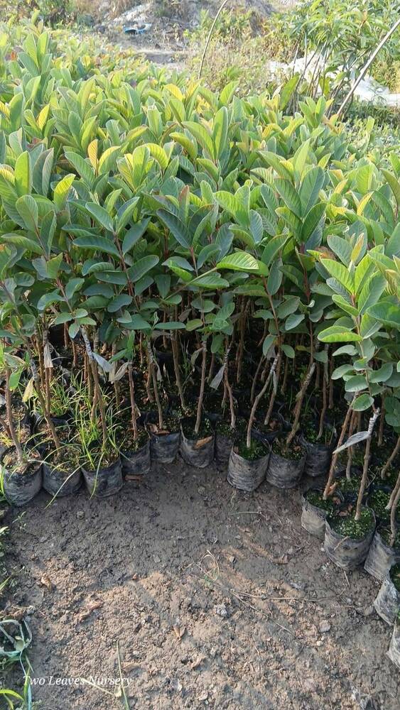 Golden 8 Guava Plant