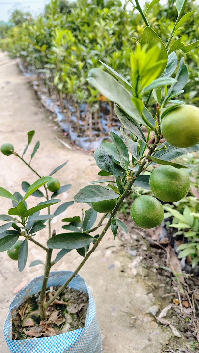 Pakistani Pati Lemon Plant