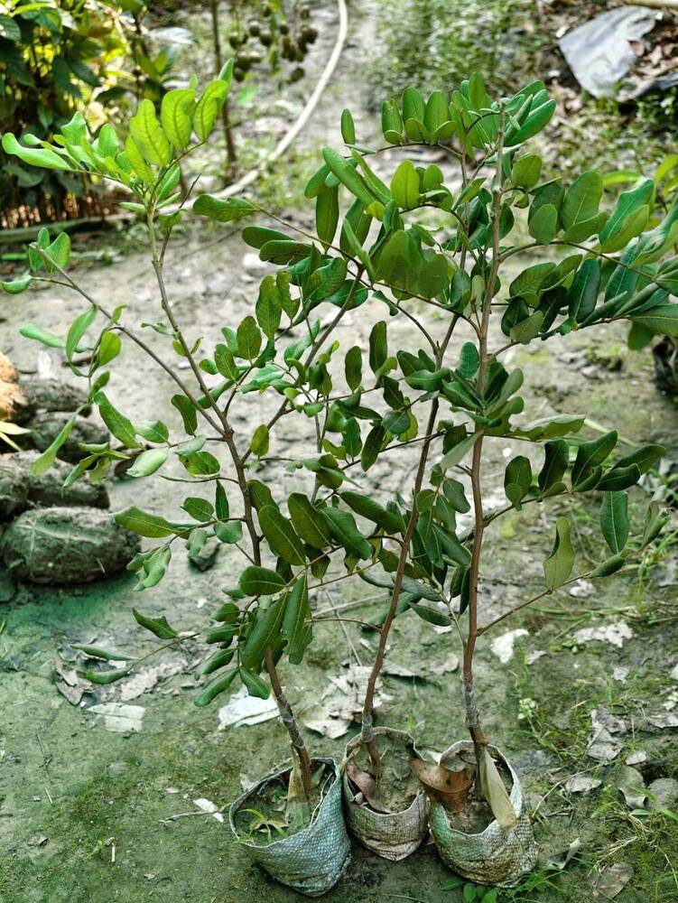 Ping Pong Longan Fruit Plant