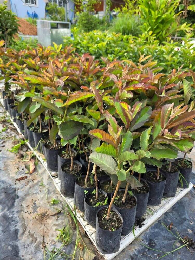 Red Dragon Guava Plant