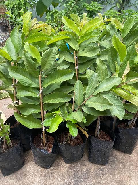 Red King Guava Plant