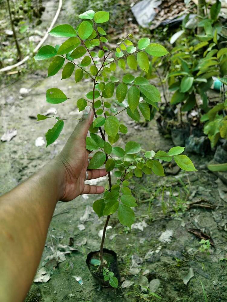 Star Fruit Plant