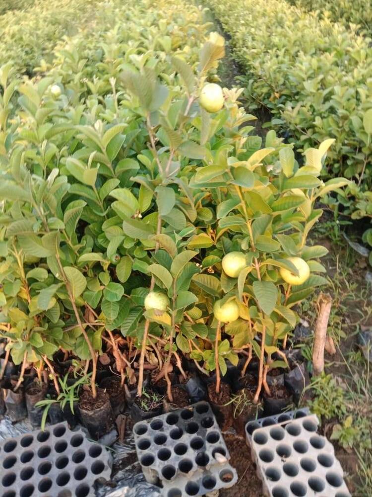 Tai One Pink Guava Plant