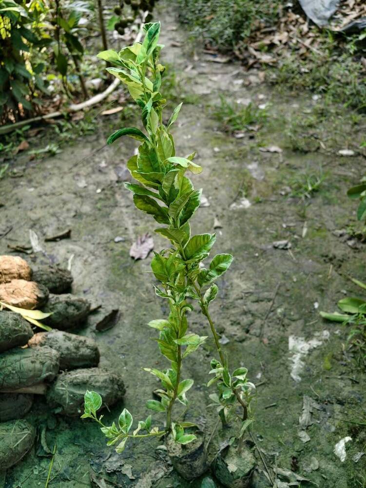 Variegated Pati Plant