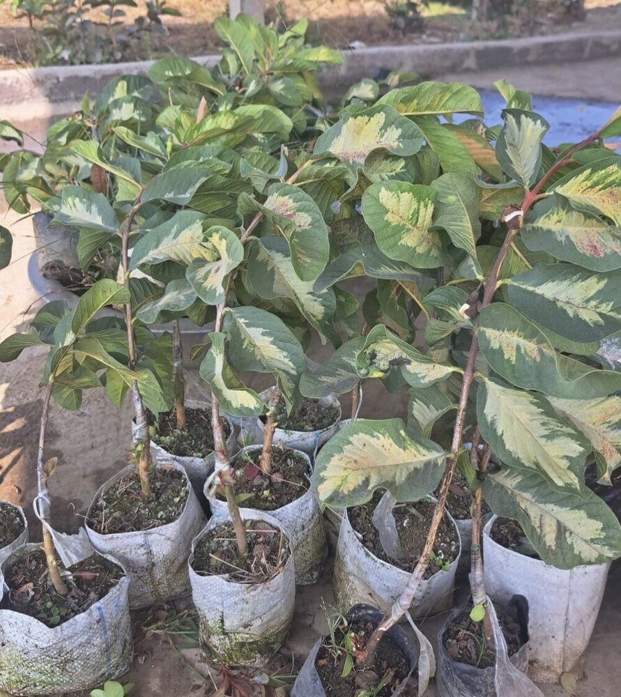 Wellow Dragan Guava Plant