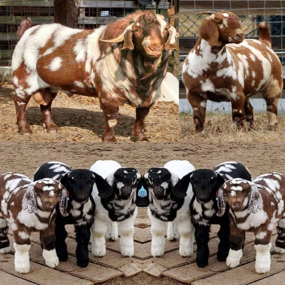 Live Boer Goat - Shelf Life: 10 Years