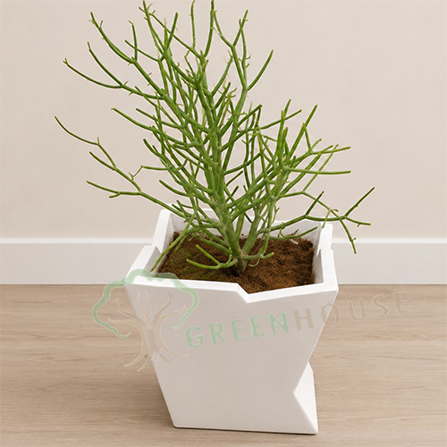 P-6-12 FRP Square Shaped Planter
