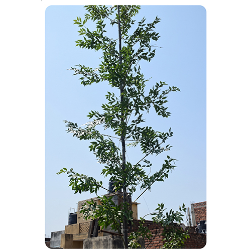 MT-328 18Feet Artificial Ashoka Tree With Base Plate