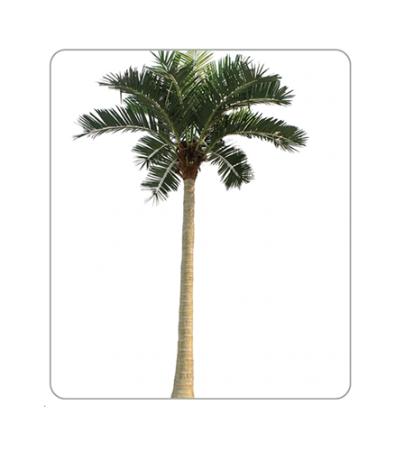 DT-12 23Feet Date Plam Tree For Outdoor