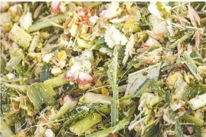 Corn Silage
